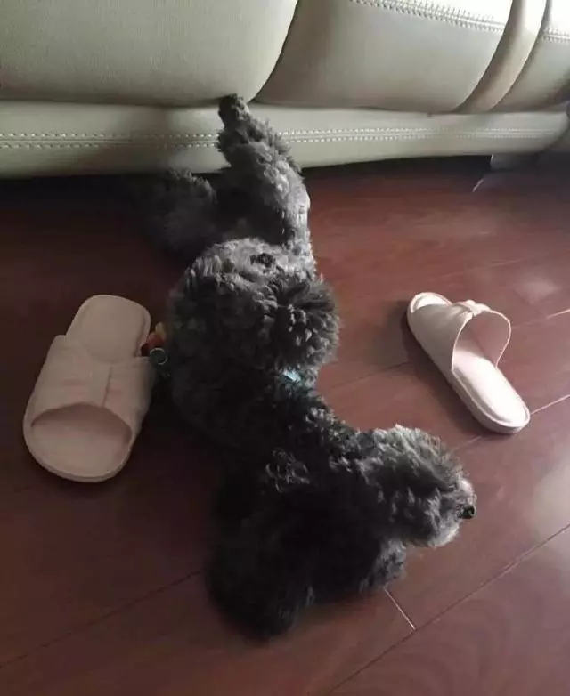 狗狗每天抱一隻拖鞋睡覺,把拖鞋拿走就生氣,原因卻太感恩