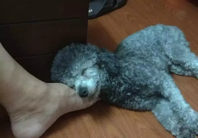 狗狗每天抱一隻拖鞋睡覺,把拖鞋拿走就生氣,原因卻太感恩