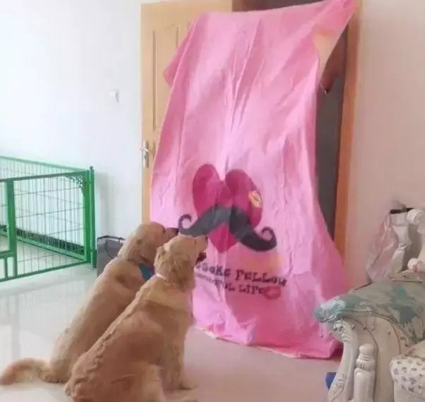 你看恐怖片時有多害怕,你的狗知道——它聞出來的