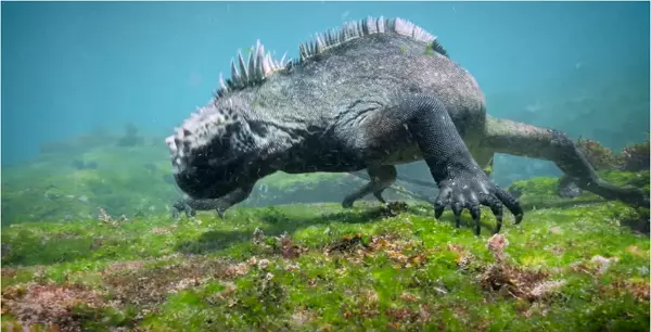 潛水員在海中與一隻「不明詭異巨獸」擦身而過?牠有著兇猛的外表,看起來根本縮小版酷斯拉!