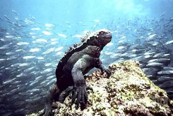潛水員在海中與一隻「不明詭異巨獸」擦身而過?牠有著兇猛的外表,看起來根本縮小版酷斯拉!