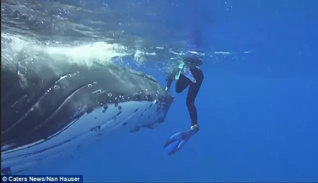 她被「暖心鯨魚藏鰭下」滿臉問號?往旁邊一看才發現「撿了一命」…