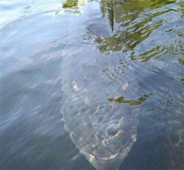 男子釣魚到一半,水面下竟然出現了巨大猙獰的「笑臉」,真面目實在太嚇人!