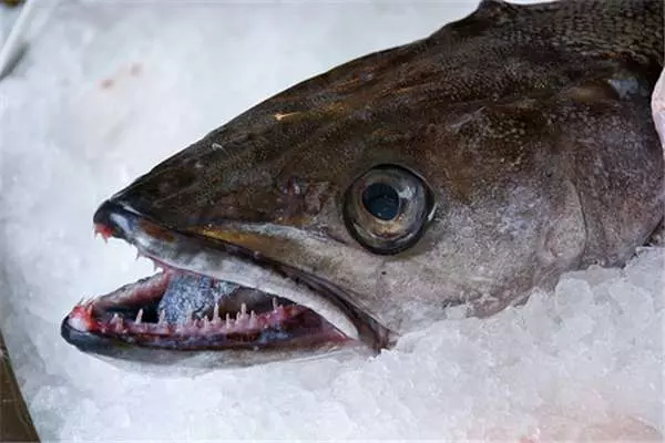 男子釣魚到一半,水面下竟然出現了巨大猙獰的「笑臉」,真面目實在太嚇人!