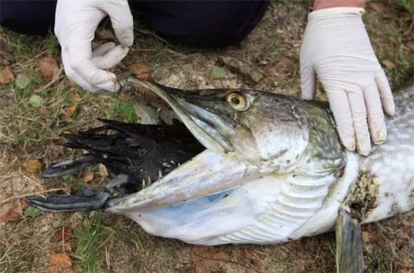 男子釣魚到一半,水面下竟然出現了巨大猙獰的「笑臉」,真面目實在太嚇人!