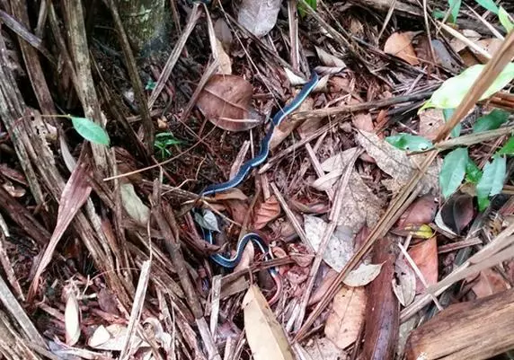 男子在野外發現一條「藍色細繩」好奇近看嚇到腿軟....立刻轉身手刀逃離現場!