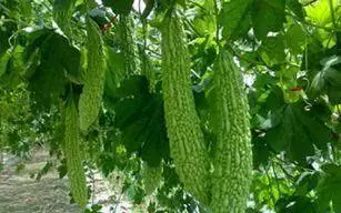 濕氣重病纏身?經常吃點天然「祛濕王」,排出體內濕氣一身輕!