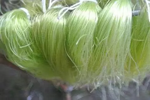 藏在身邊的「天然護肝王」,每天吃幾口,肝臟一天比一天好