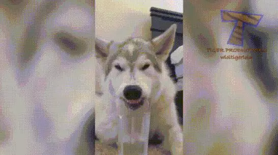 狗狗到底能不能喝牛奶?
