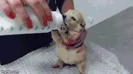 狗狗到底能不能喝牛奶?