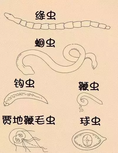 狗狗便血不是小事!找到原因更關鍵