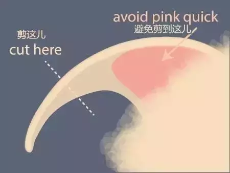 如何正確地給貓剪指甲?
