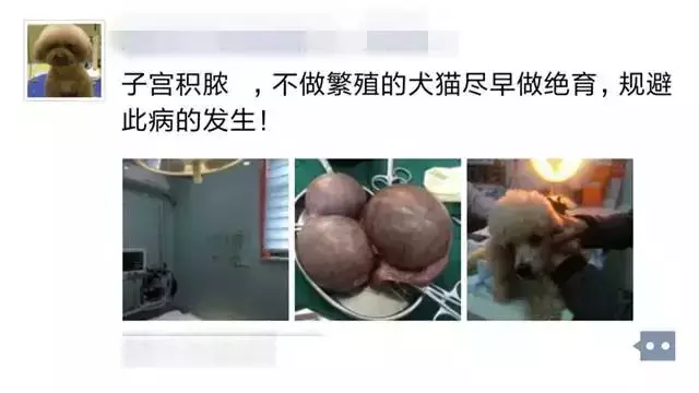 該不該給狗絕育?你還在糾結嗎