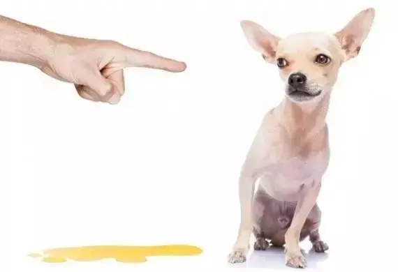 該不該給狗絕育?你還在糾結嗎