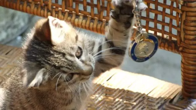 貓咪為什麼總喜歡把桌上的東西推下去?