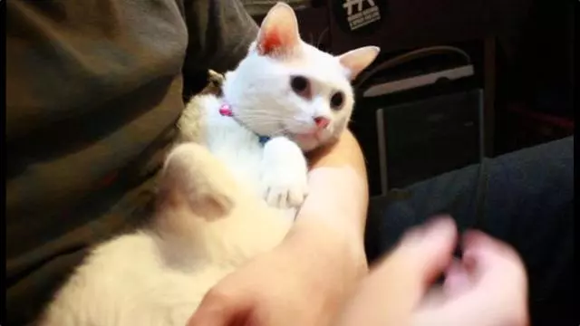 貓咪為什麼總喜歡把桌上的東西推下去?