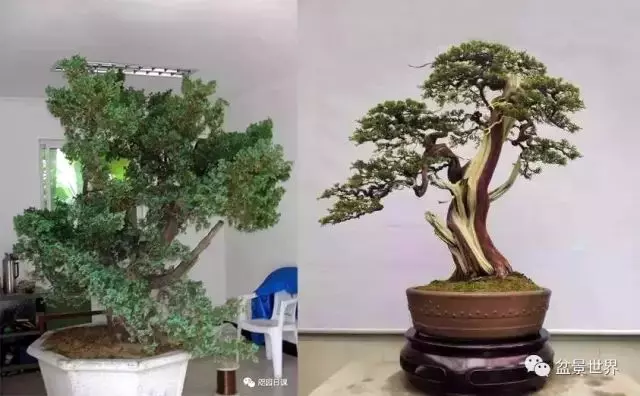 一株臺灣真柏的造型