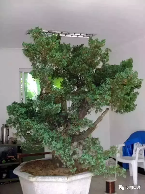 一株臺灣真柏的造型