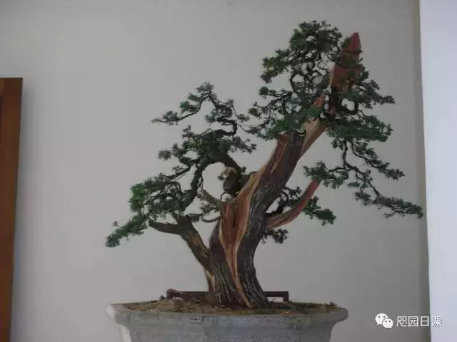 一株臺灣真柏的造型