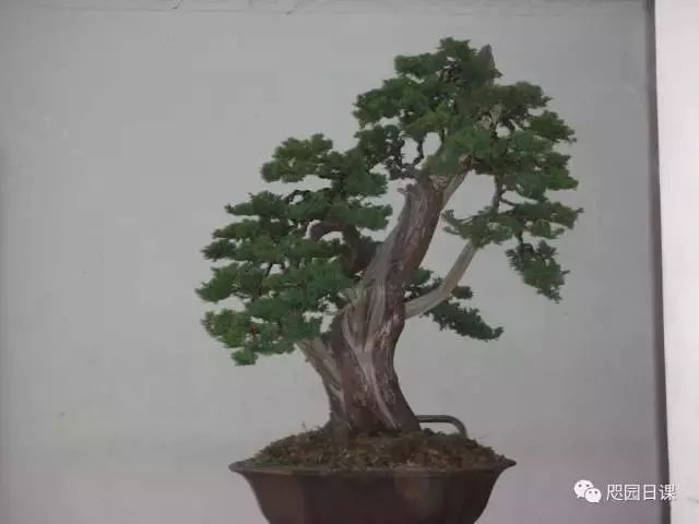 一株臺灣真柏的造型