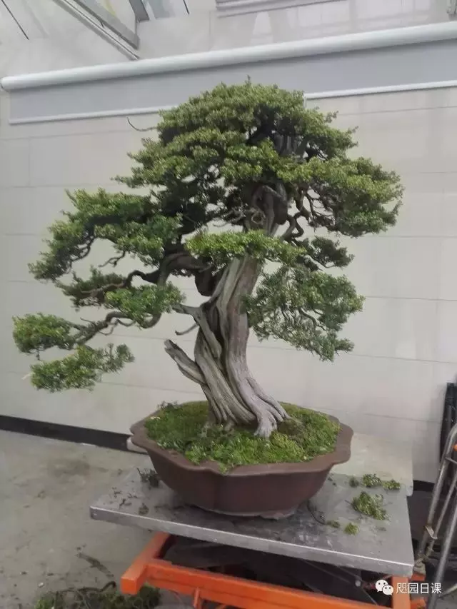 一株臺灣真柏的造型