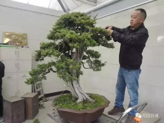 一株臺灣真柏的造型