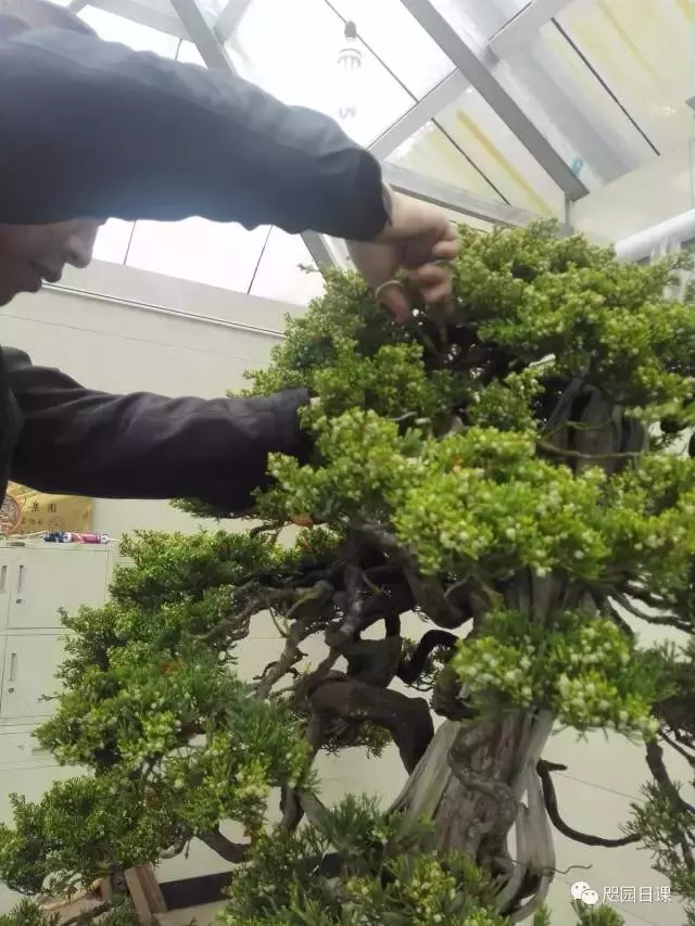一株臺灣真柏的造型