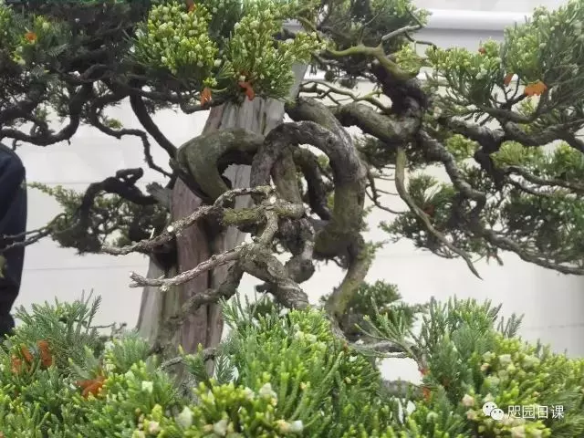 一株臺灣真柏的造型