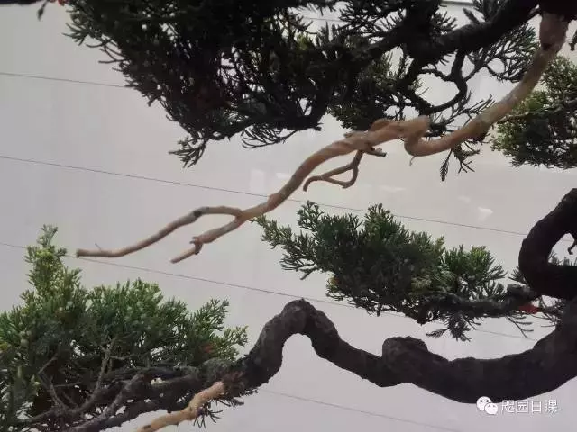 一株臺灣真柏的造型