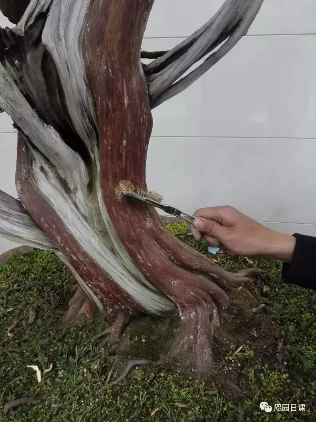 一株臺灣真柏的造型