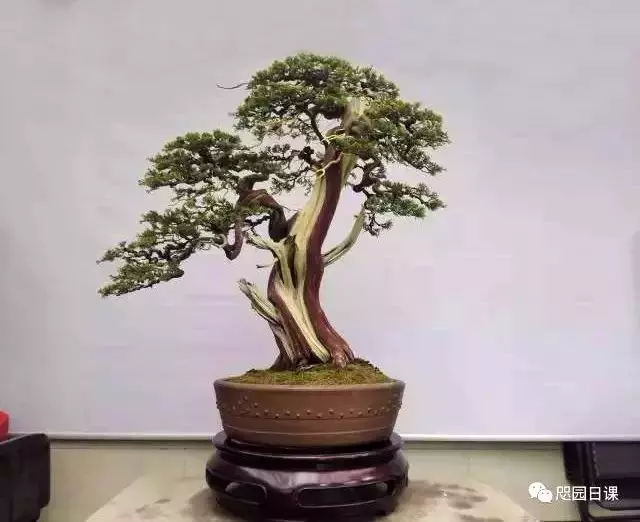 一株臺灣真柏的造型