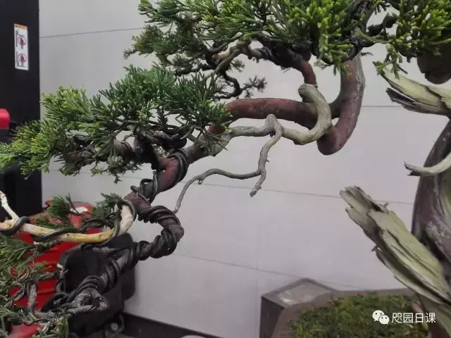 一株臺灣真柏的造型