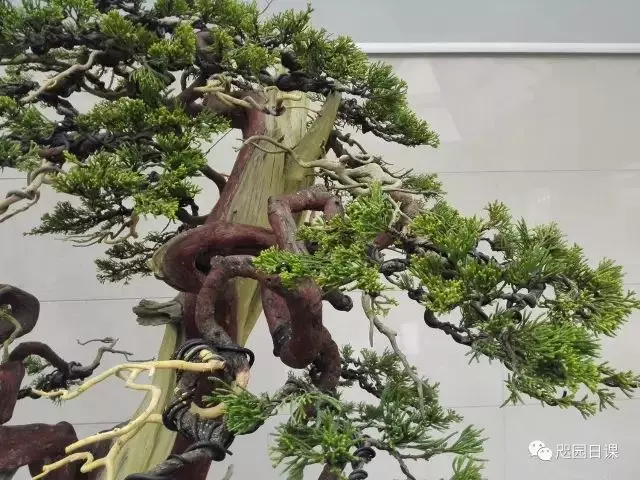 一株臺灣真柏的造型