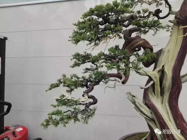 一株臺灣真柏的造型
