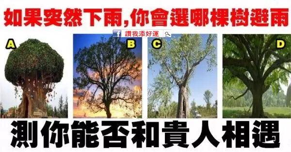 心理測試:如果突然下雨,你會選哪棵樹避雨?測你能否和貴人相遇