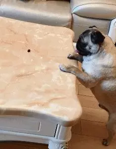 搞笑GIF:逗逼的女朋友,你乾的壞事讓男朋友發現了