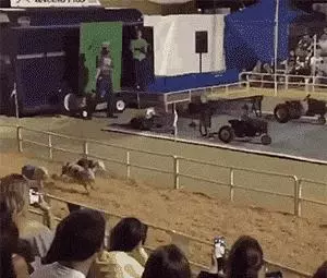 搞笑GIF:逗逼的女朋友,你乾的壞事讓男朋友發現了