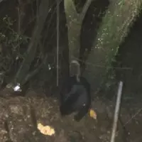 周玉蔻稱柯李會踩到對岸紅線 柯P:她是中國駐台代表?
