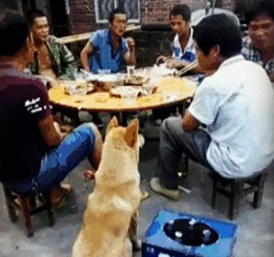 土狗就是聰明!這樣的討飯技能,想必其他狗這輩子也學不會!