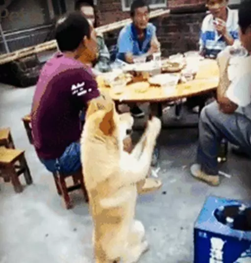 土狗就是聰明!這樣的討飯技能,想必其他狗這輩子也學不會!