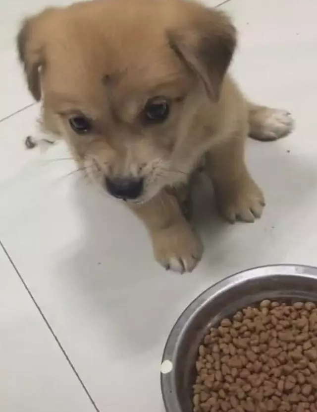 撿來的小土狗,給狗糧不吃,只愛吃人吃的飯
