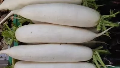 白蘿蔔這樣吃,可能會使營養變毒素,你和家人都不知道