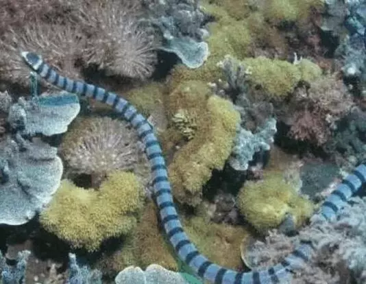 世界毒物的聖地, 全世界最毒的十大生物, 這裡竟有7種!