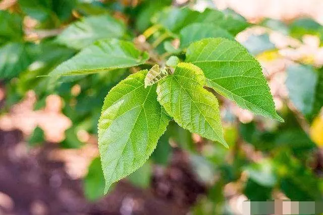 這幾種食物是降血脂的「好手」,經常吃一點,高血脂「悄悄」溜走