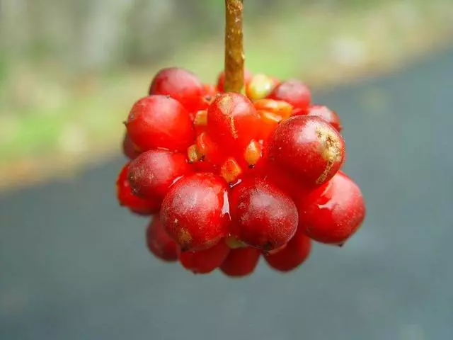 脂肪肝「最怕」的幾種食物,堅持每天吃一點,肝病會一掃而光!