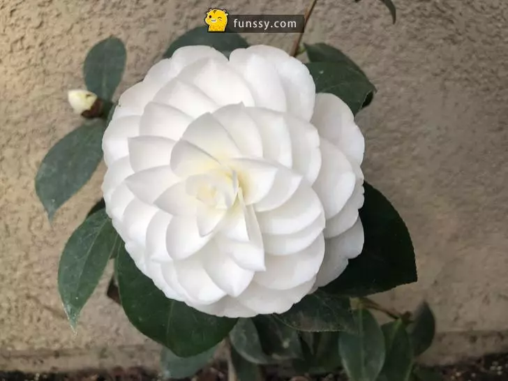 25張詮釋「''完美''到底是什麼概念」的超完美舒壓圖! - 幾米長城 - 娛樂分享區