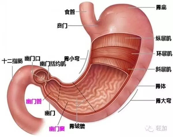 28歲女子嘔血 查出胃癌晚期 醫生提醒:胃癌最愛這三類人 - 讀讀