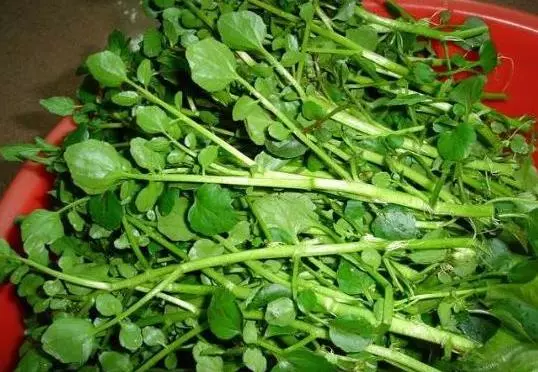 這三種菜堪稱「養生菜」,降血壓、降血脂、降血糖效果好!每天不妨多吃點
