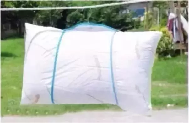 實用|枕頭裡藏著大量蟎蟲你敢睡?教你一招快速殺死蟎蟲