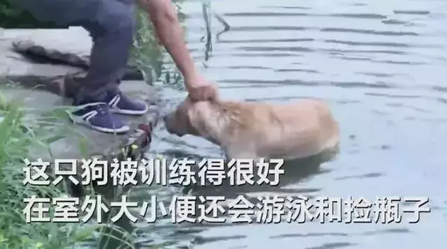 50公斤拉布拉多吃垮好心人,走失後一天被送回